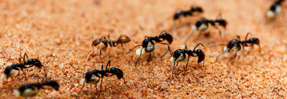 City Wide Ant Control Sydney Pic 1