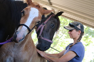 EM Equine Sports Therapy Pic 2 - Even for the little ones