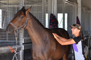 EM Equine Sports Therapy Pic 3 - Thoroughbred yearling getting ready for the sale