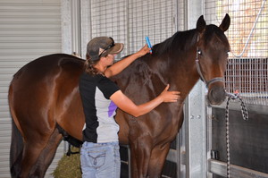 EM Equine Sports Therapy Pic 4 - Photopuncture works like Accupuncture minus the needles