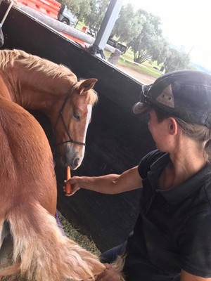 EM Equine Sports Therapy Pic 5 - carrot stretches