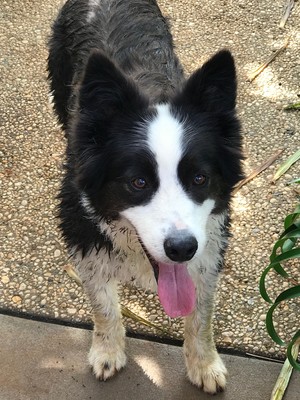 Garden Inn Wollongbar Pic 2 - Harley waiting for Kong