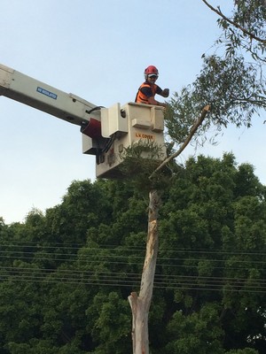 Shire Tree & Garden Services Pic 5 - some help from Steve