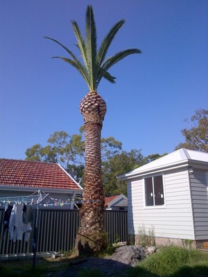 Shire Tree & Garden Services Pic 3 - The way to prune a Phoenix Palm going by the client