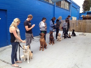 Kat's 4 Dogs Pic 4 - One of my obedience classes Kats 4 Dogs