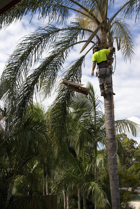 NT Lumberjacks Pic 1 - 300 Varieties of Palms here in the Darwin area this 12m Queen Palm required climbing due to limited access in the back yard