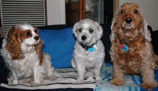 K9 SleepOvers Pic 1 - matilda winston and coco