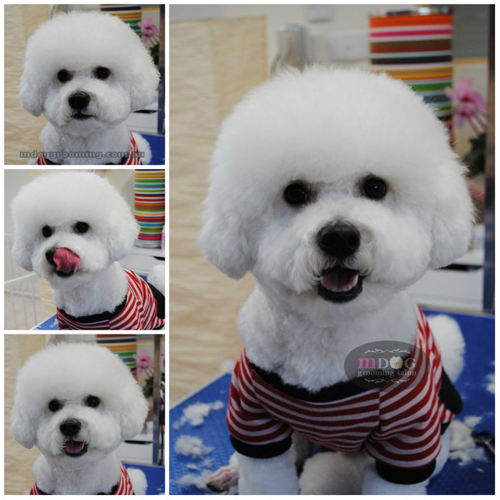 M Dog Grooming Pic 1