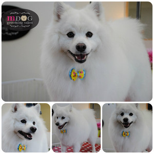 M Dog Grooming Pic 3