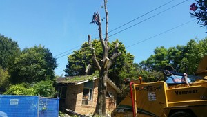 John's Tree Services North Shore Pic 3