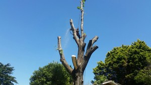 John's Tree Services North Shore Pic 4