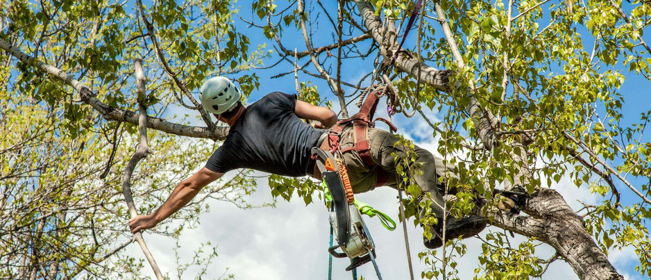 John's Tree Services North Shore Pic 1