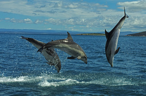 Tasmanian Real Estate Photography Pic 3 - Dolphins at Great Oyster Bay