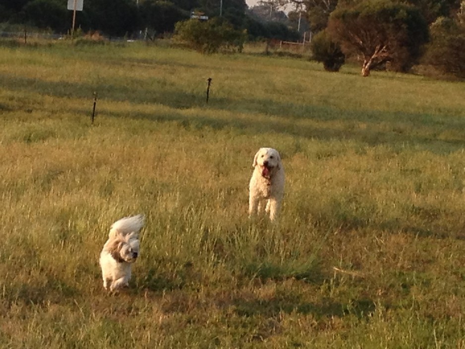 City Dogs Rural Retreat in Nambeelup, WA, Pet Boarding TrueLocal