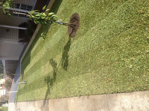 Entertaining Landscapes Pic 4 - New front lawn area including Kings Pride turf and perfect circles cut for trees and mulch