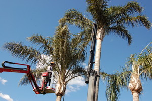 Assured Tree Services Pic 4 - Palm pruning