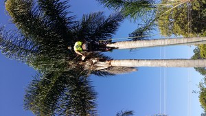 KRC Tree Removals Pic 4