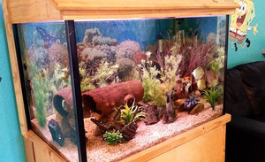 Orana Family Support Group Home Pic 3 - The beautiful fishtank at Orana House