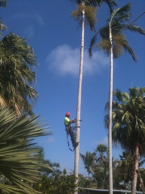 Gough Tree Services Pic 2 - palm removal