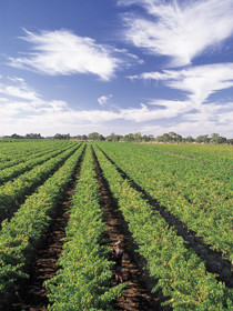 Ibis Apartments Pic 1 - Limestone Coast South Australia