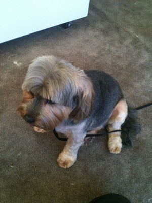 emPAWrium Pet Grooming Pic 5 - After my groom