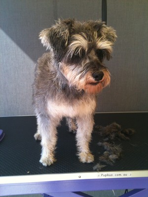 emPAWrium Pet Grooming Pic 2 - Before my groom