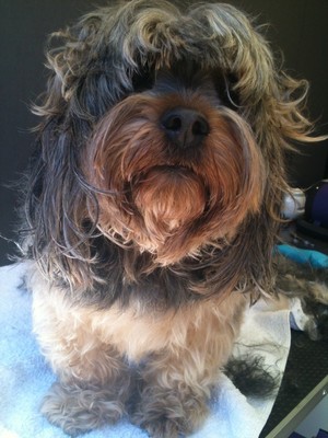 emPAWrium Pet Grooming Pic 4 - Before my groom