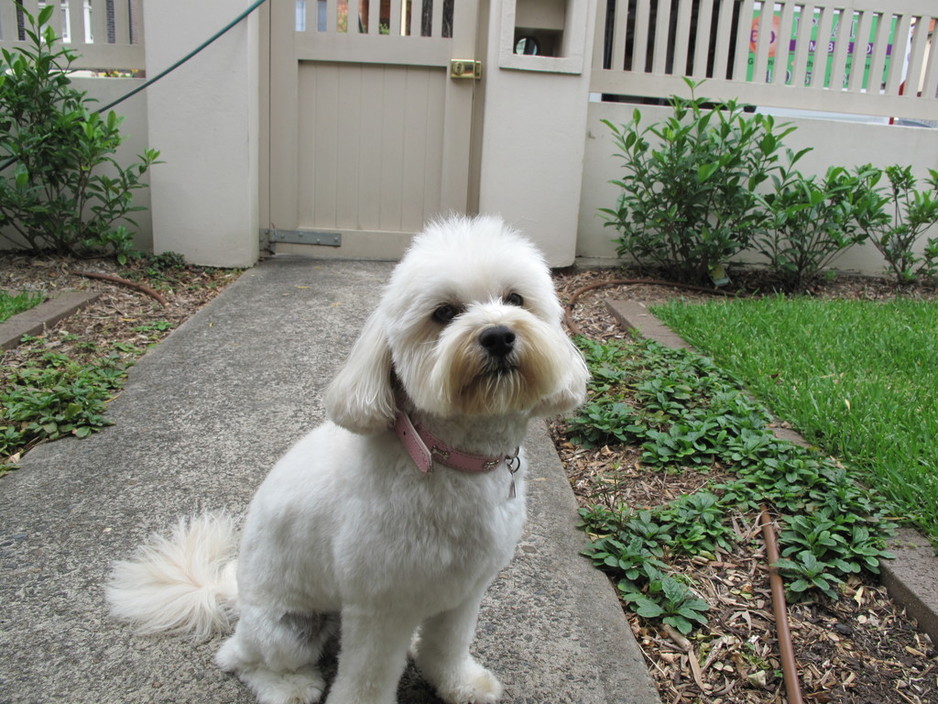 Sydney's Pooch Parlour Pic 1 - Coco