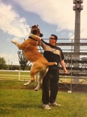 Naughty Dog School Pic 2 - Instructor Dog Jedi leaps up to Touch