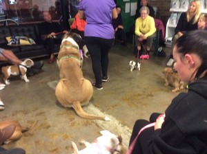 Naughty Dog School Pic 4 - Puppy PreSchools are held at Unanderra Vet Surgery and Companion Animal Vets at Dapto