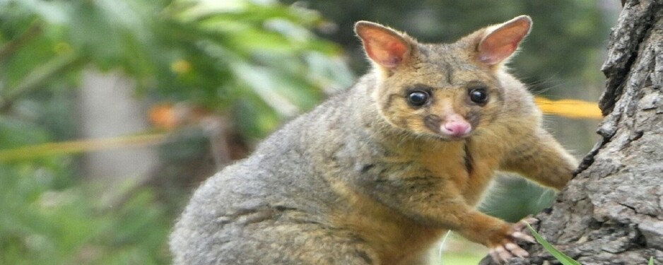 Oz Possum Removal Melbourne Pic 1