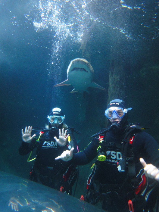 Manly SEA LIFE Sanctuary Pic 1 - Shark Dive Xtreme at Manly SEA LIFE Sanctuary