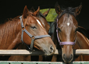 Hunter Valley Equine Breaking & Training Pic 2 - Hunter Valley Equine Breaking and Training Thoroughbreds