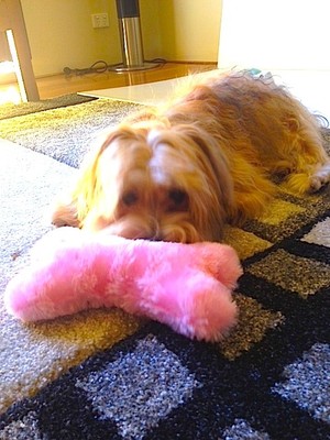 I.E.G Australia Pic 4 - Toby resting up with his favourite toy Betty the Bone Find Betty many more pet toys at wwwintrigueenterprisescom