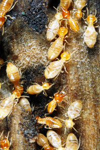 Scientific Pest Management Pic 1 - termite control