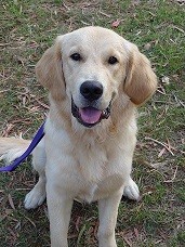 Panting Paws Behavioural Training Pic 2