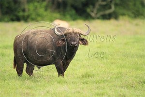 African Big 5 Safaris Pic 2