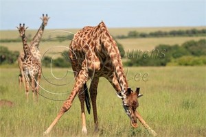 African Big 5 Safaris Pic 5