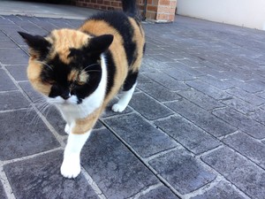 AhCat Pet Sitting Pic 4 - Gorgeous British Short Hair Tortoiseshell Polly in Lane Cove