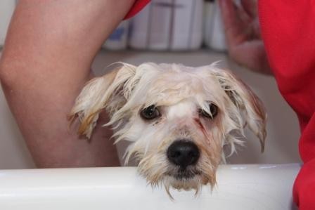 Jim's Dog Wash Pic 2 - Dog Wash in Chirnside Park