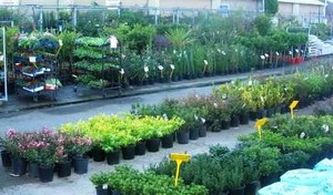 Parklea Pots & Plants Pic 2 - with rows of plants to choose frompriced from 1