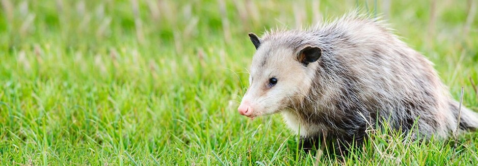 711 Possum Removal Canberra Pic 2