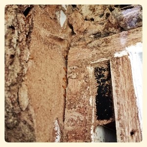 The Termite Trackers Pic 1 - Termites found during repair work We do Infestation removal