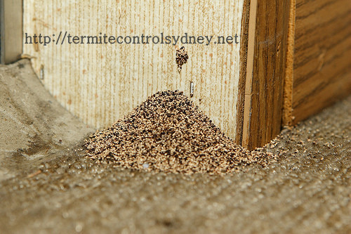 Termite Control Sydney Pic 2