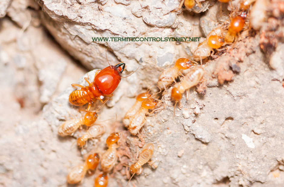 Termite Control Sydney Pic 1