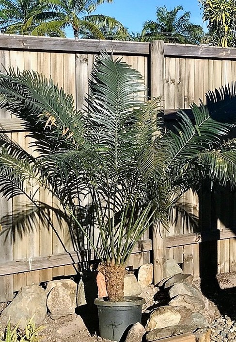 Vics Nursery Pic 2 - Cycad