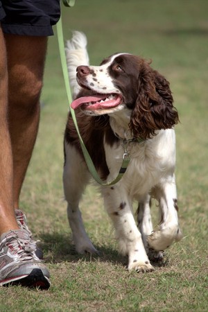 One on One Dog Training Pic 2