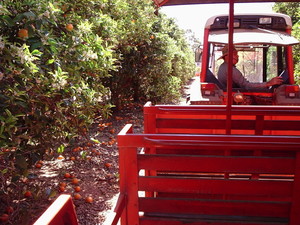 Orange World Pic 4 - Good oldfashioned tractor ride with the driver giving information out