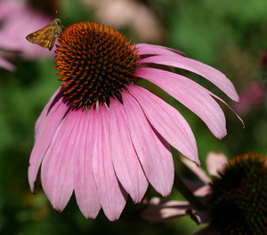 Katherine Maslen Pic 4 - echinacea is one of the many herbs that may be used in treatment