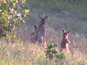 Molly's Chase Pic 4 - Locals peeping in to see who is staying